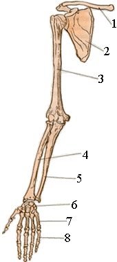 Скелет плечевого пояса и руки:
1-ключица
2-лопатка
3-плечевая кость
4-лучевая кость
5-локтевая кость
6-запястье
7-пястье
8-фаланги пальцев