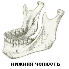 нижняя челюсть